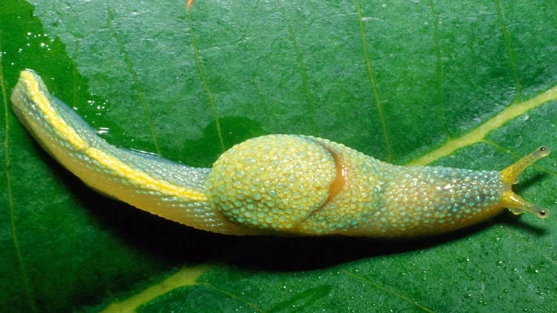 Caracol ninja en el bosque australiano