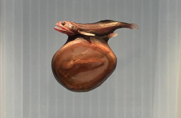 El pez tragonero - Chiasmodon niger