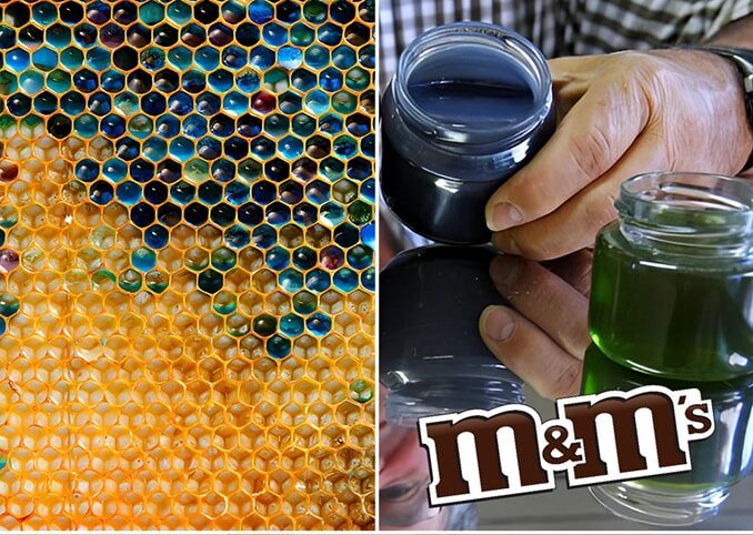 Abejas francesas producen miel de colores