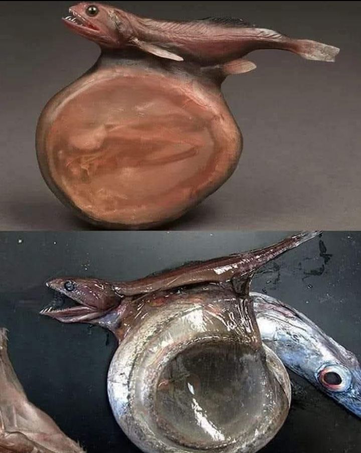 ¿Qué come el pez tragonero?