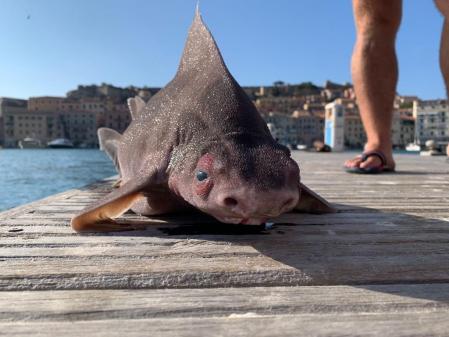Cerdo marino en la superficie