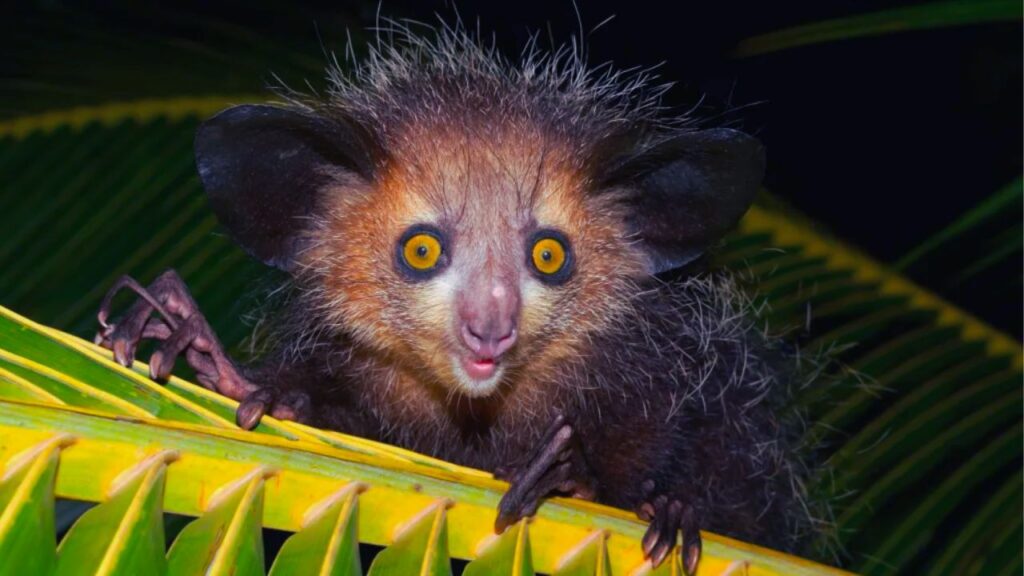 Aye-Aye usando su largo dedo