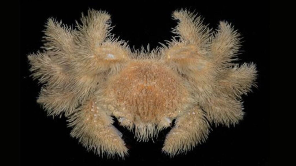 Cangrejo yeti, criatura extrema entre los animales raros