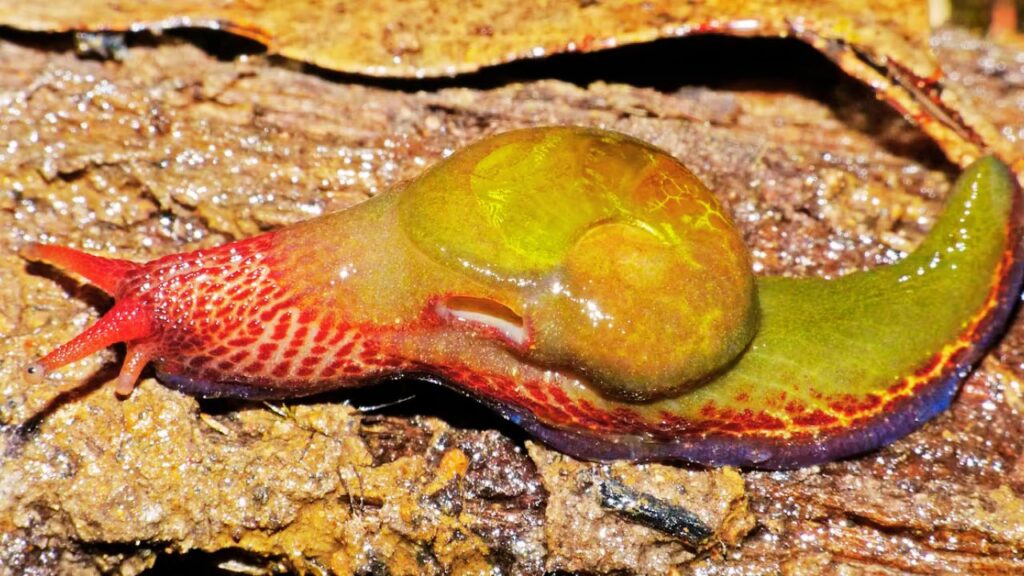 Caracol ninja animal muy extraño