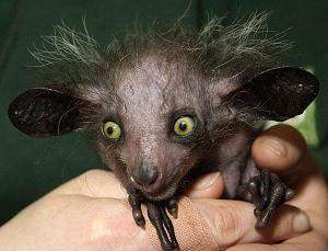 Aye-Aye usando su largo dedo