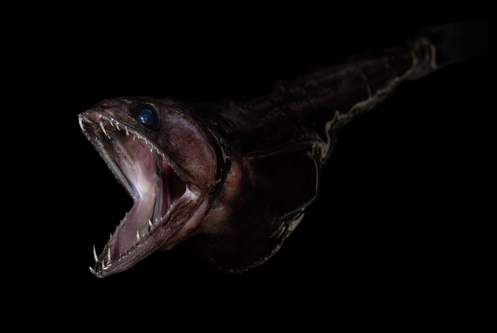 Chiasmodon niger