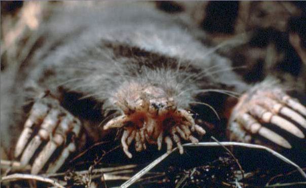 Topo de nariz estrellada animal feo