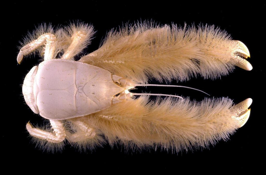 Cangrejo yeti, criatura extrema entre los animales raros