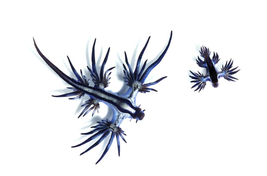 Dragón azul flotando, uno de los animales más extraños