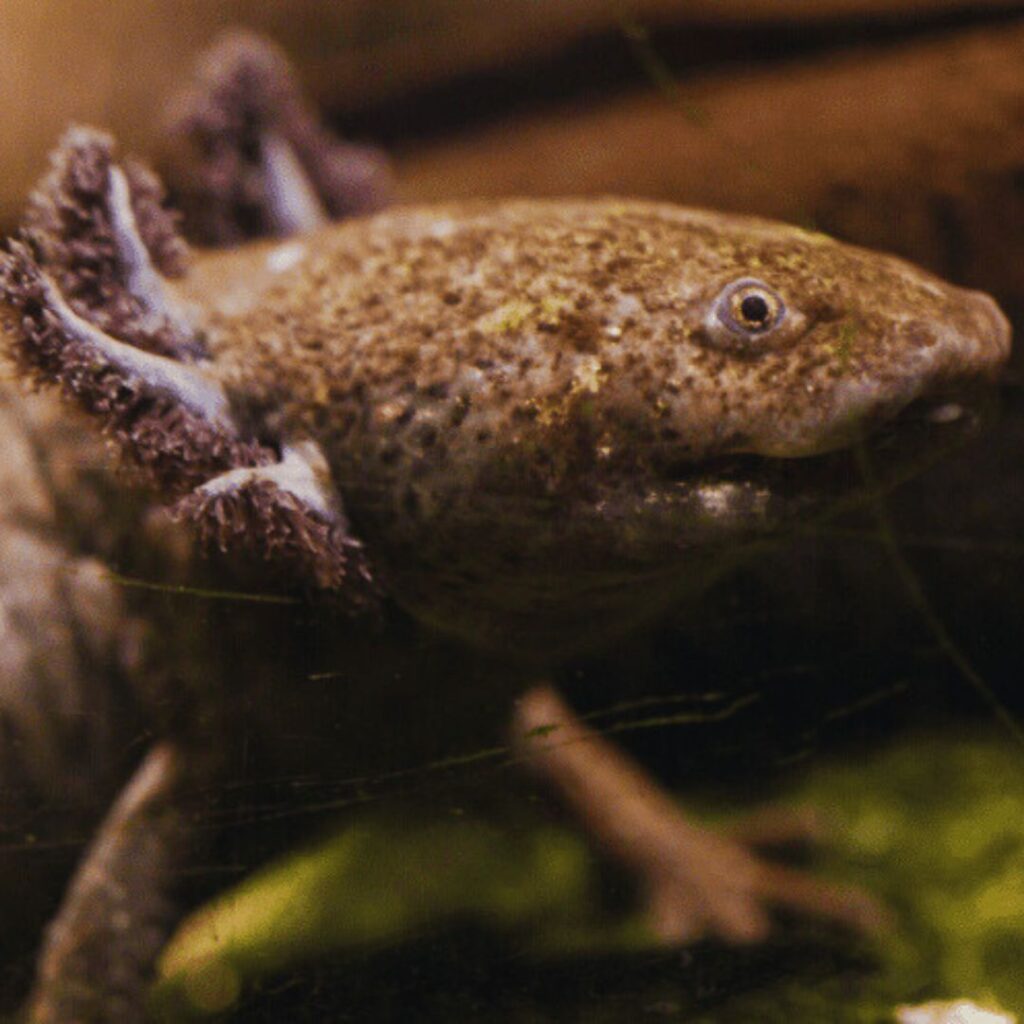 Axolotl feo
