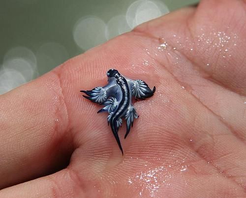 Dragon azul en una mano