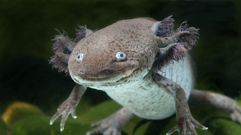 Axolotl en su hábitat natural