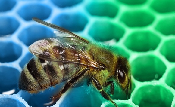 Abejas producen miel de colores