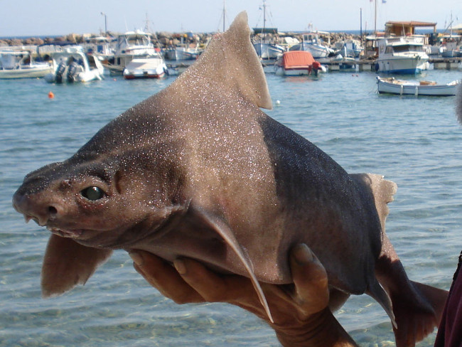 Cerdo Marino encontrado