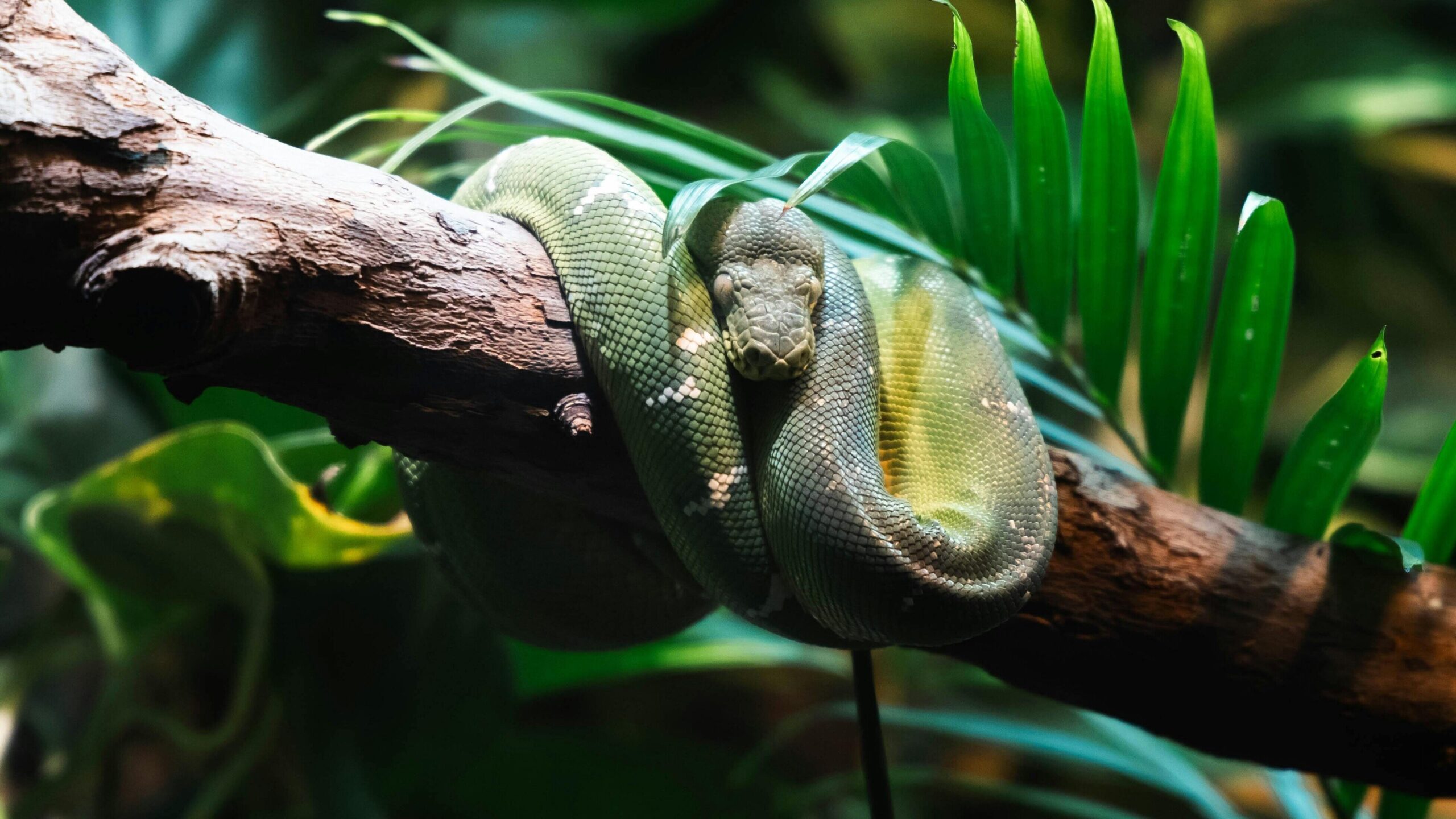 imagen de serpiente