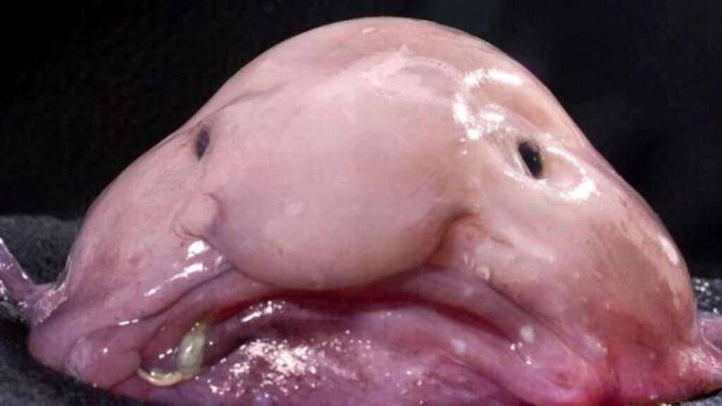 Pez borrón, el animal más feo del mundo