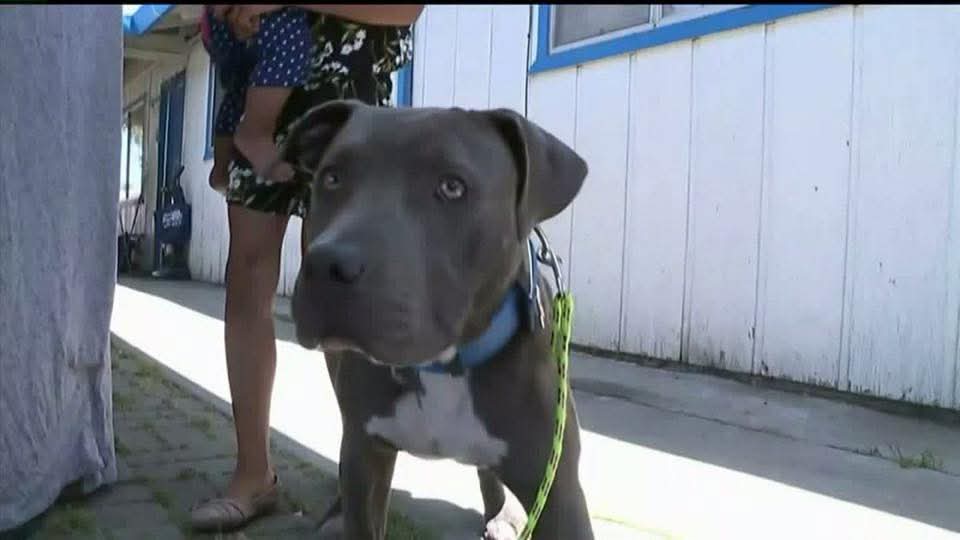 Sasha la pitbull heroína 