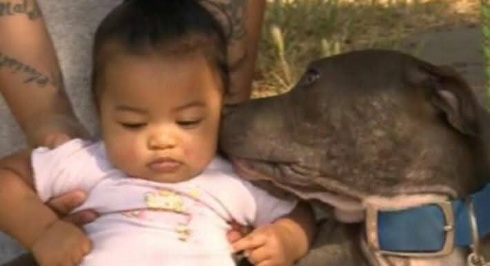 La pitbull que salvo la vida a una bebe 